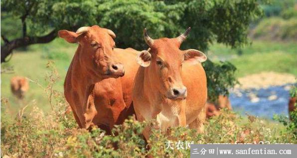 黄牛不吃草什么原因，黄牛不吃草怎么办