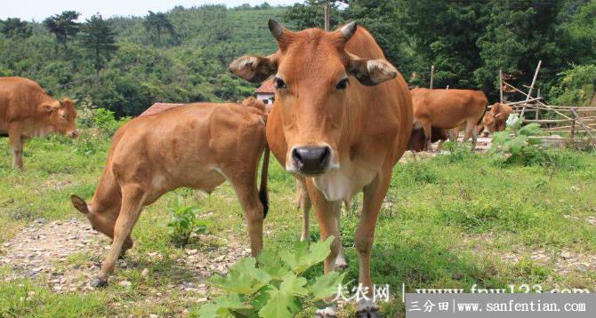 黄牛拉稀什么原因，黄牛拉稀怎么治